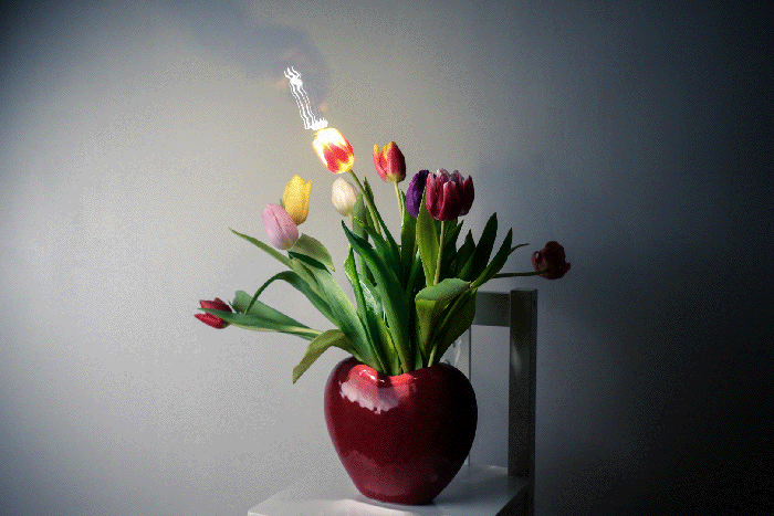 Photographe Lyon Villeurbanne – Flower Stop mo-light Photographe Lyon Villeurbanne - Flower Stop mo-light
